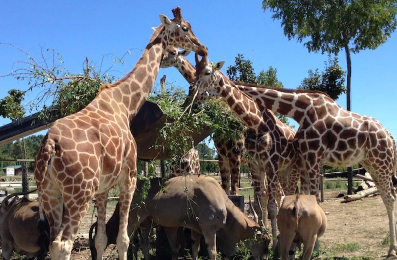 media.safari-ravenna-animali-vari (1)